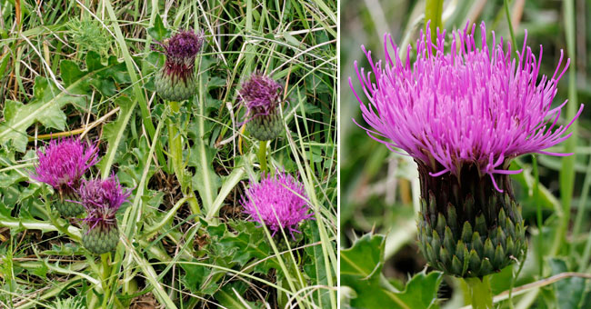 Fiche florale du Cirse acaule 