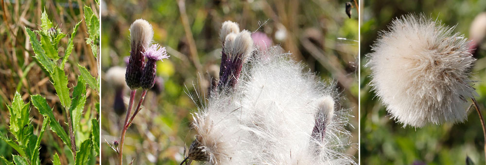 Fiche florale du Cirse des champs