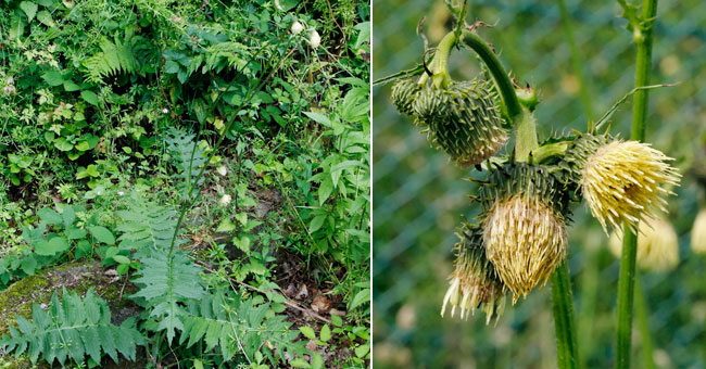 Fiche florale du Cirse glutineux