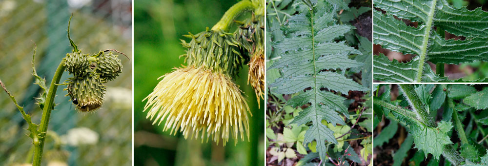 Fiche florale du Cirse glutineux