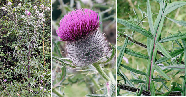 Fiche florale du Cirse laineux