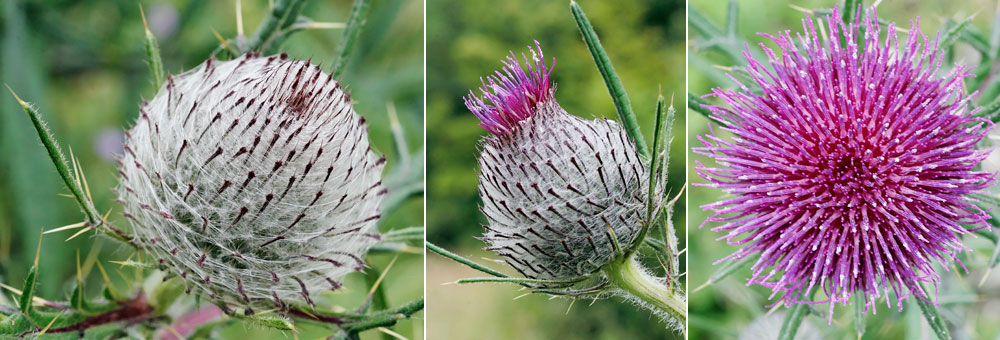 Fiche florale du Cirse laineux