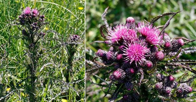 Fiche florale du Cirse des marais 