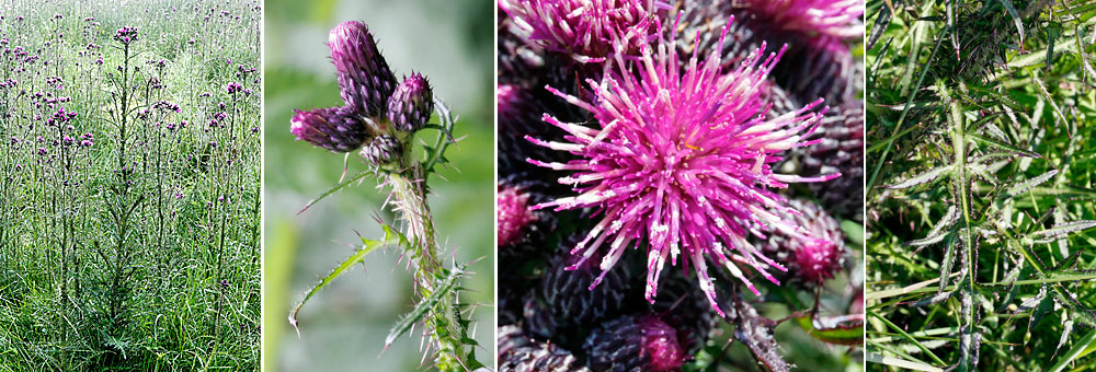 Fiche florale du Cirse des marais 