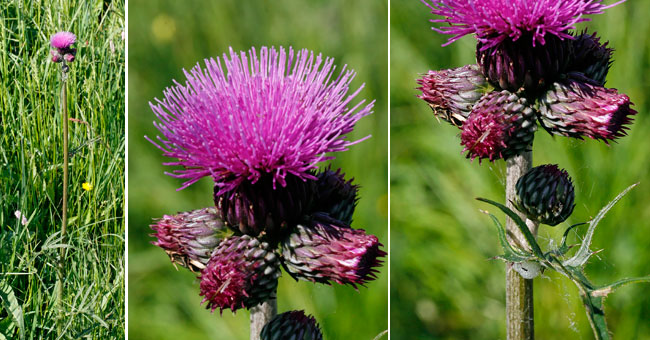 Fiche florale du Cirse des ruisseaux 