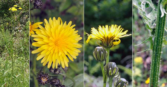 Fiche florale du Cr�pis des pr�s 