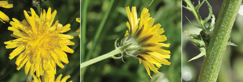 Fiche florale du Crépis des prés