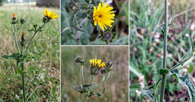 Fiche florale du Crpis des toits 