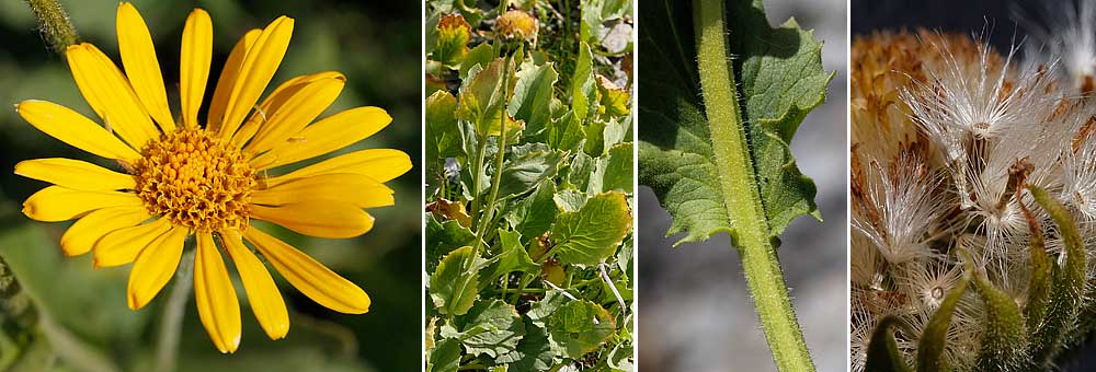 Fiche florale du Doronic à grandes fleurs