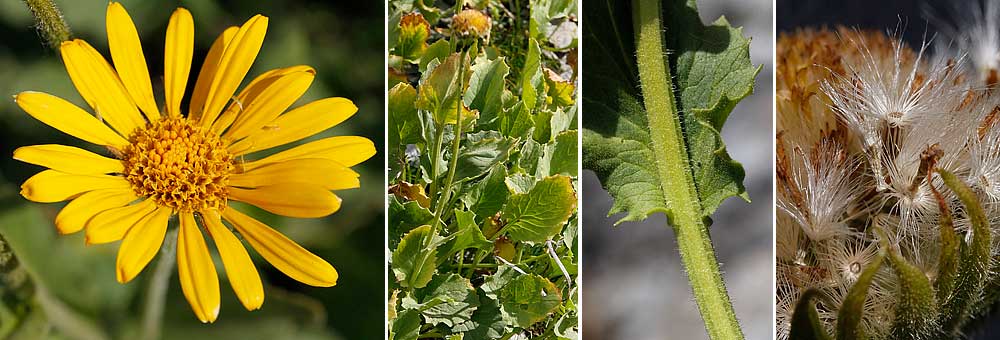 Fiche florale du Doronic  grandes fleurs