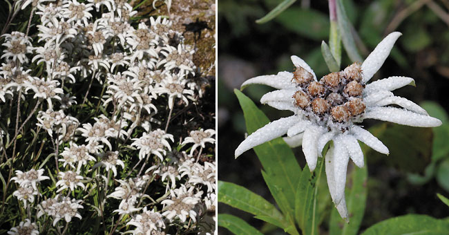 Fiche florale de l'Edelweiss