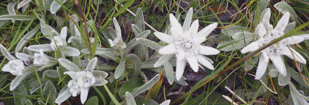 Fiche florale de l'Edelweiss