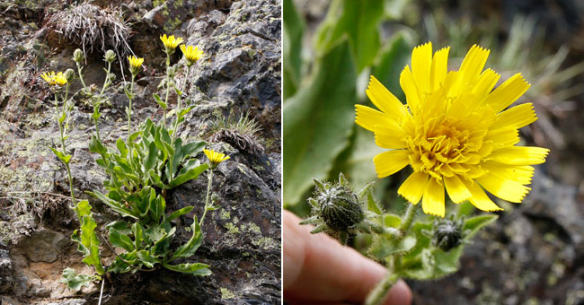 Fiche florale de l'Epervire faux-Crinthe