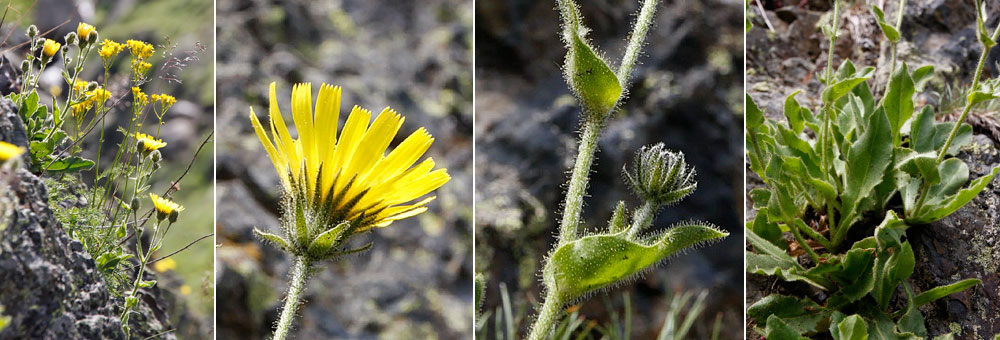 Fiche florale de l'Epervire faux-Crinthe