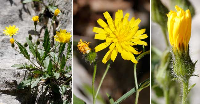 Fiche florale de l'Epervire des murs