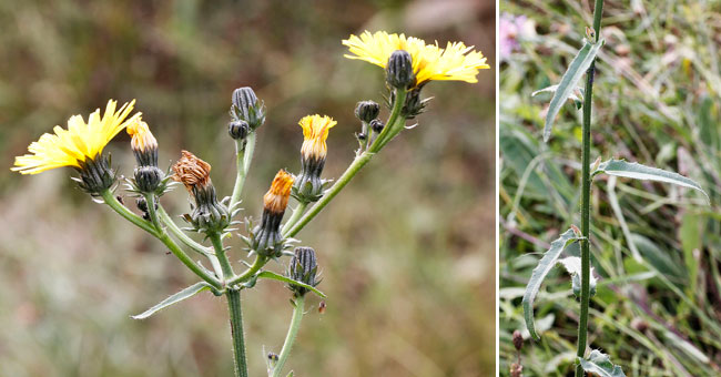 Fiche florale de l'Epervire en ombelle