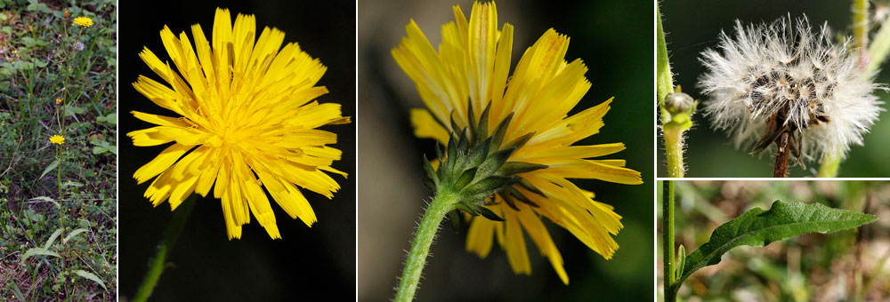 Fiche florale de l'Epervire en ombelle