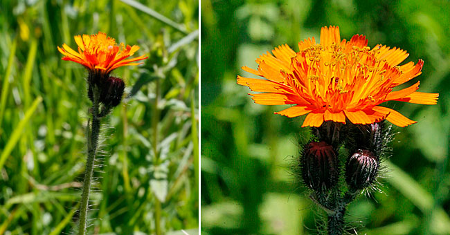 Fiche florale de l'Epervire orange 