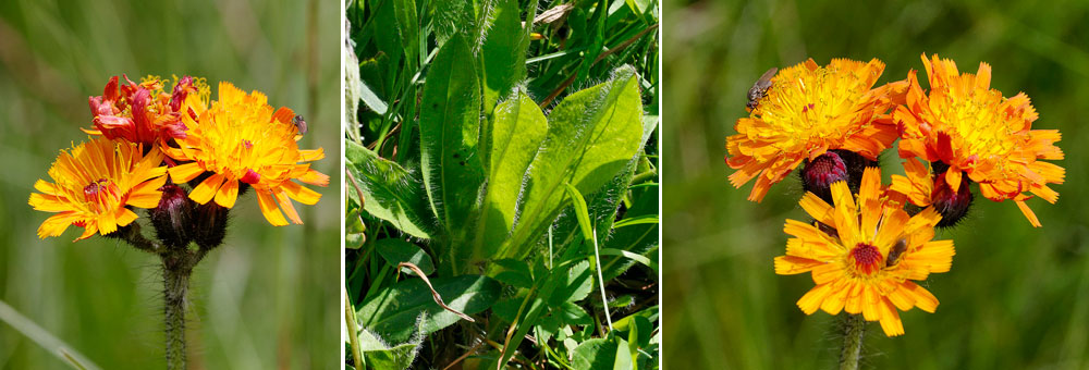 Fiche florale de l'Epervire orange 