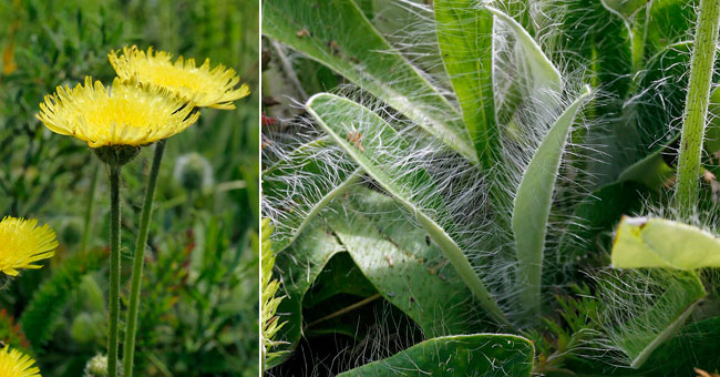 Fiche florale del'Epervire piloselle 