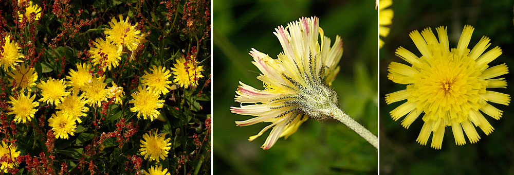 Fiche florale del'Epervire piloselle 