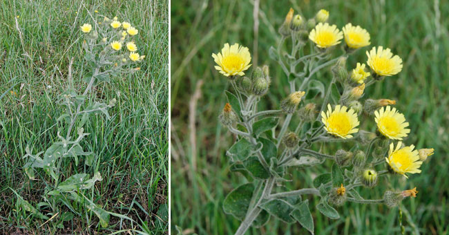 Fiche florale de l'Epervire poilue