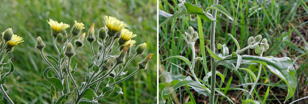 Fiche florale de l'Epervire poilue