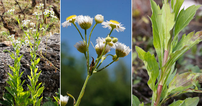 Fiche florale de l'Erigron annuel