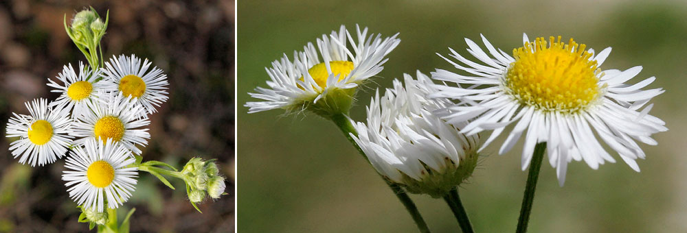 Fiche florale de l'Erigron annuel