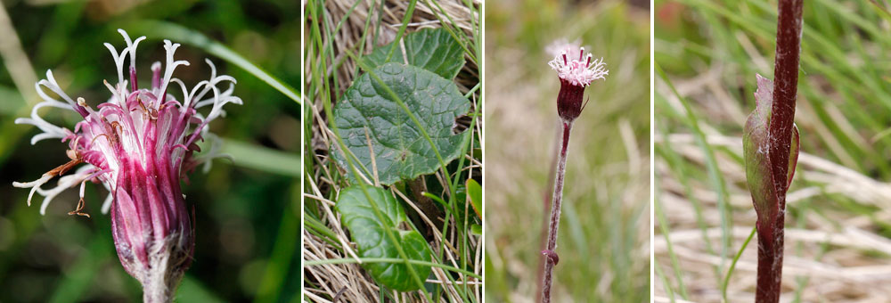 Fiche florale de l'Homogyne des Alpes