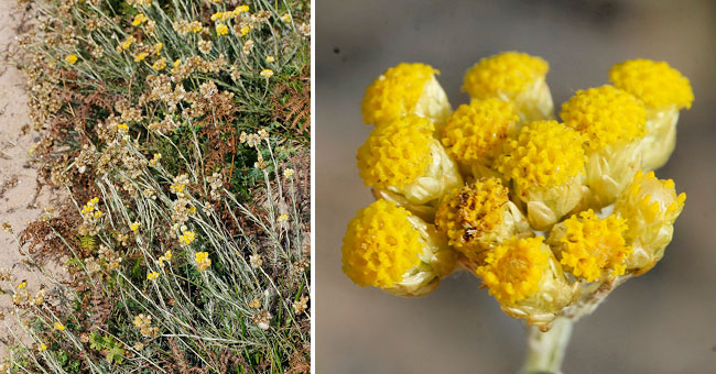 Fiche florale de l'Immortelle