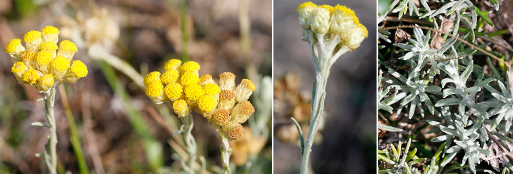 Fiche florale de l'Immortelle