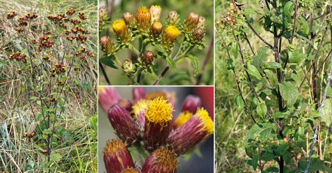 Fiche florale de l'Inule squarreuse 