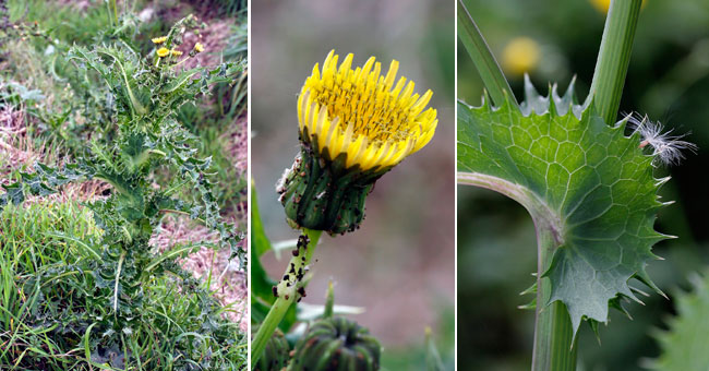 Fiche florale du Laiteron pre 