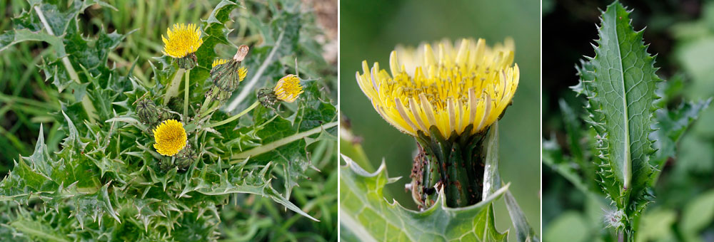 Fiche florale du Laiteron pre 