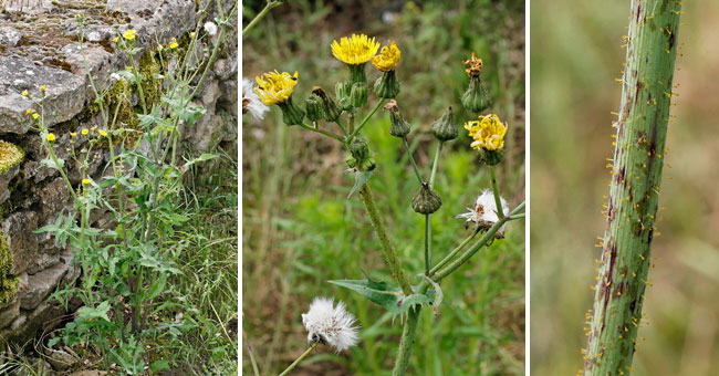 Fiche florale du Laiteron des champs