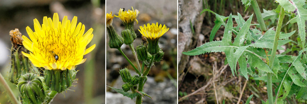 Fiche florale du Laiteron des champs