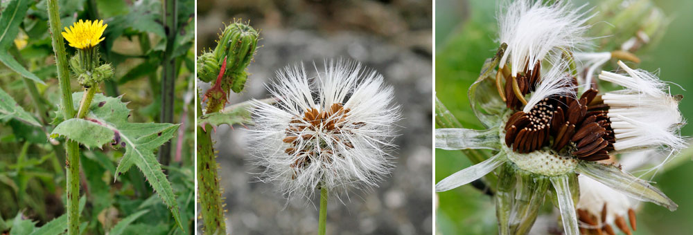 Fiche florale du Laiteron des champs