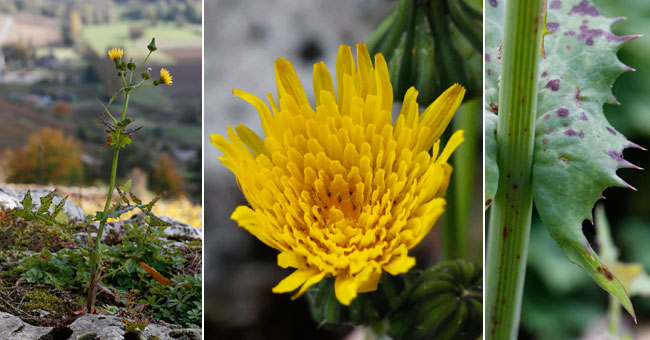 Fiche florale du Laiteron maracher