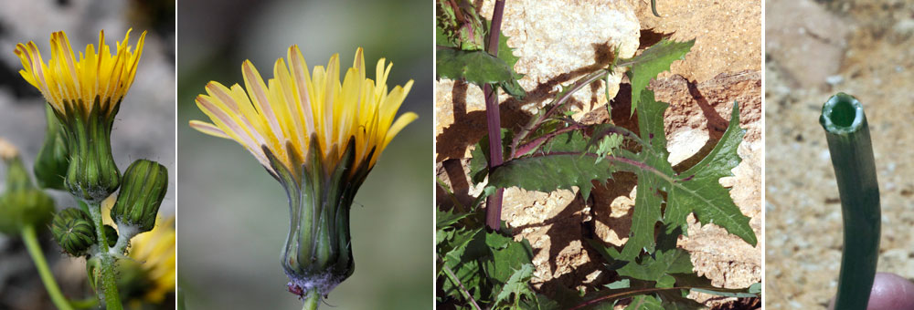 Fiche florale du Laiteron maracher