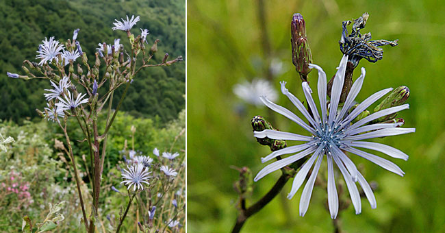 Fiche florale du Laiteron de Plumier