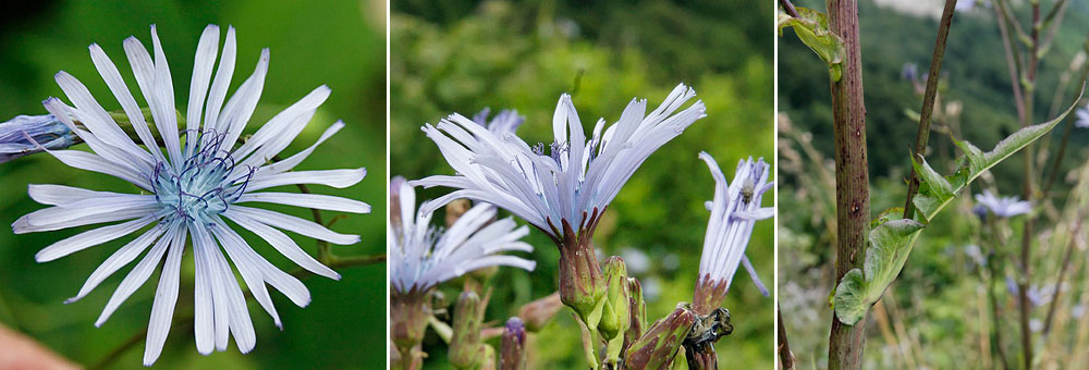 Fiche florale du Laiteron de Plumier