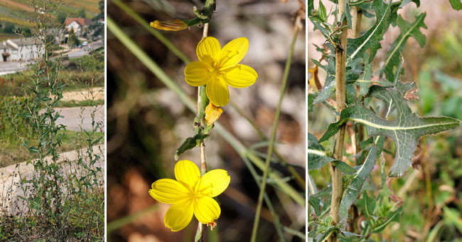 Fiche florale de la Pendrille