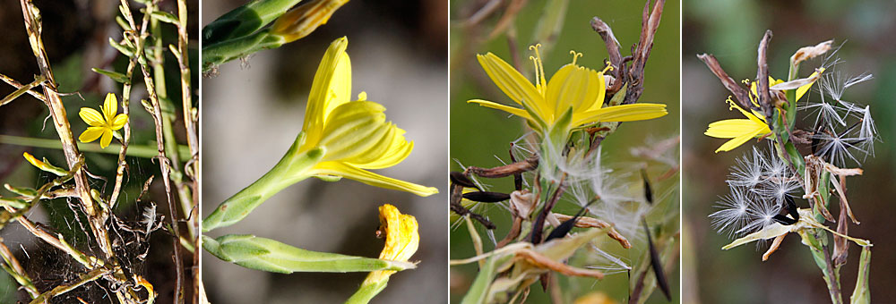 Fiche florale de la Pendrille