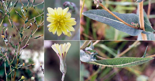 Fiche florale de la Laitue scariole