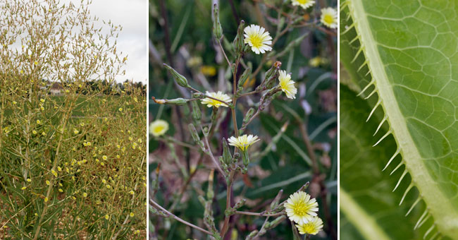 Fiche florale de la Laitue scariole