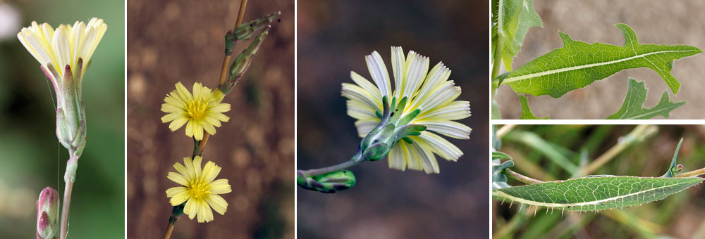 Fiche florale de la Laitue scariole