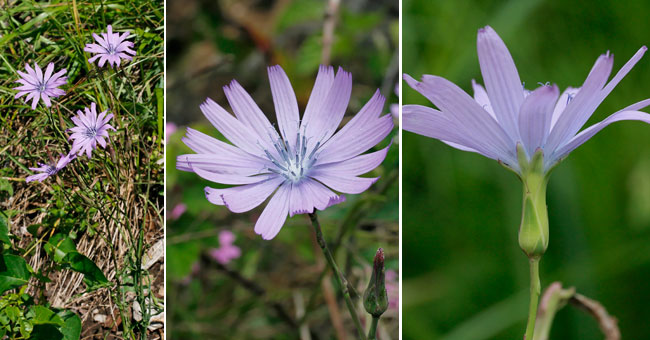 Fiche florale de la Laitue vivace