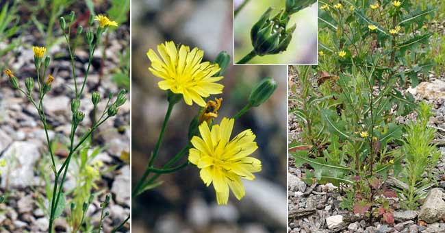 Fiche florale de la Lampsane commune