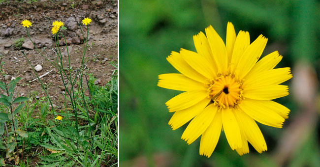 Fiche florale du Liondent d'automne 